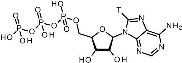 [H-3] Adenosine Triphosphate