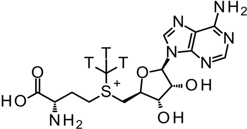 [H-3] S-adenosyl-L-methionine